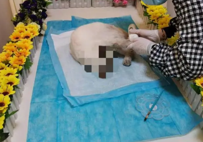 对话潍坊宠灵摆渡人：给毛孩子留一份体面，给宠物主留一份思念