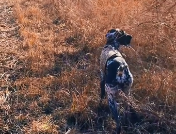 韬哥.波音达犬是真的吗.png