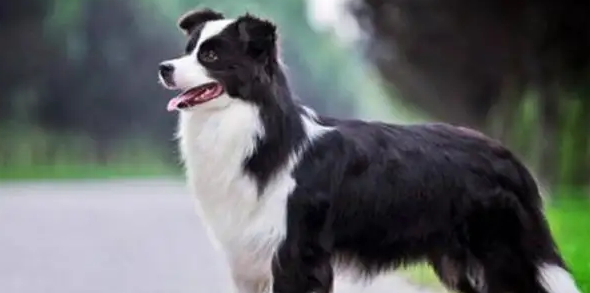 边境牧羊犬掉毛是什么原因？看完这篇文章你就知道了