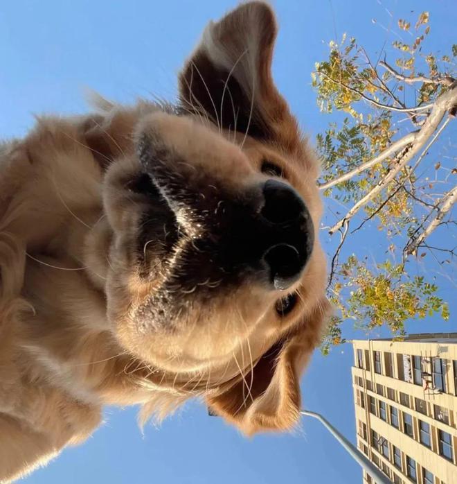 快来解锁狗狗拍照姿势,心都萌化了