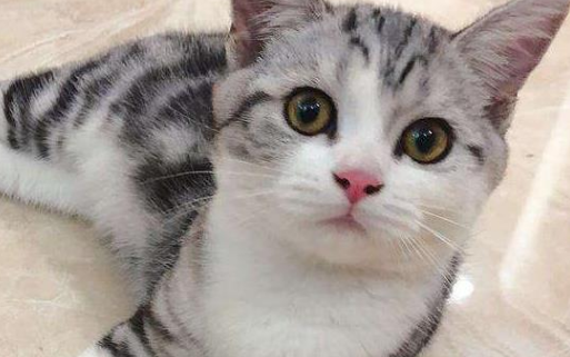 猫一般什么时候排弓形虫