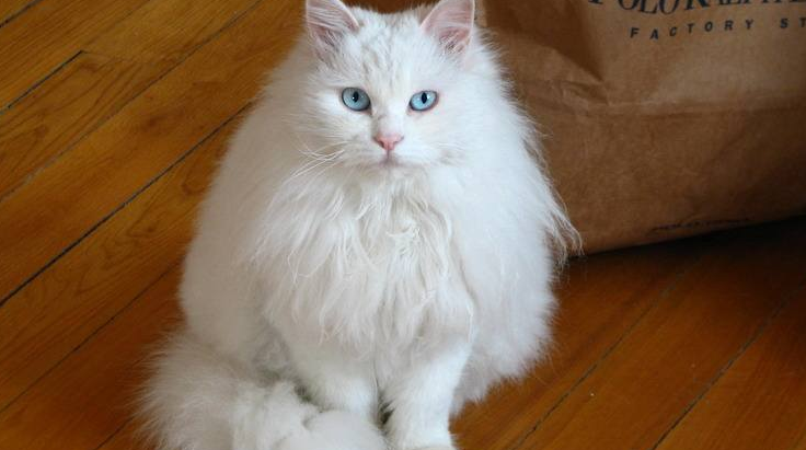 山东狮子猫怎么养?有人清楚吗? 山东狮子猫怎么养?有人清楚吗?