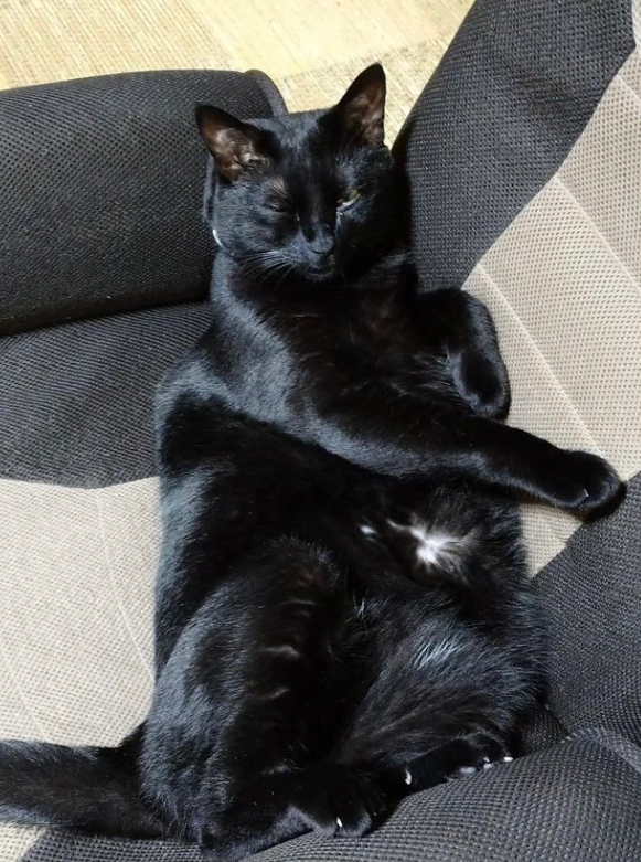 给猫拍了一组照片,猫看后瞪着眼骂了三天... 给猫拍了一组照片,猫看后瞪着眼骂了三天...
