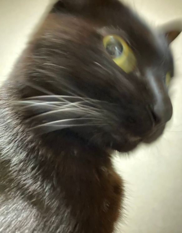 给猫拍了一组照片,猫看后瞪着眼骂了三天... 给猫拍了一组照片,猫看后瞪着眼骂了三天...