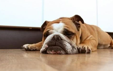 原来狗狗的睡姿并不是随心所欲，不同姿态是代表它不同的心情.png