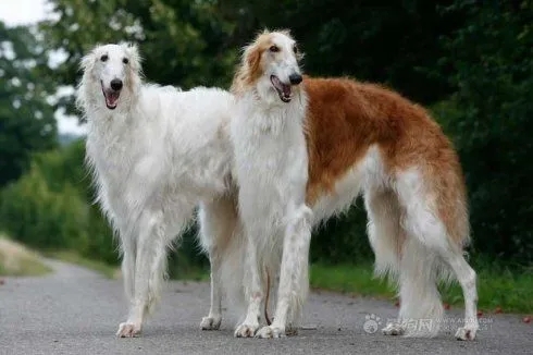 苏俄猎狼犬站立训练方法，可以学一学！.jpg