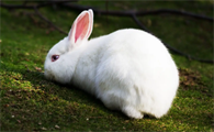 有人不知道兔子是否能吃麦苗吗？