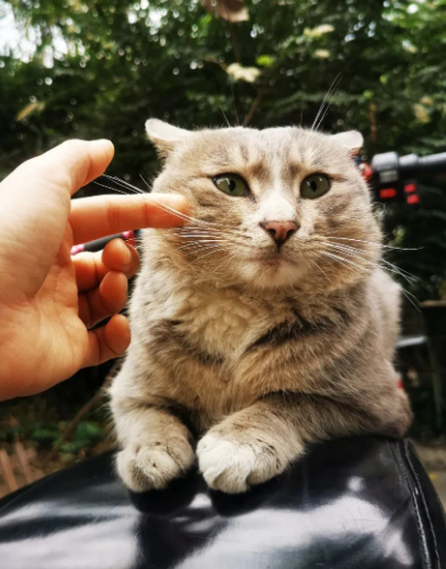 四川大学上百只流浪猫的证件照走红网络，幕后的故事居然这么劲爆！