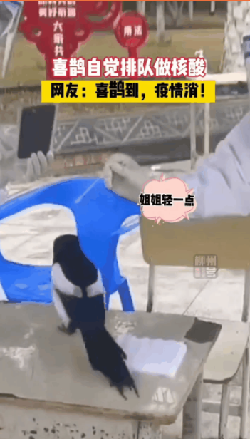 河马张大嘴乖乖做核酸，就为了炫半个西瓜…网友：又骗我养河马哈哈哈！