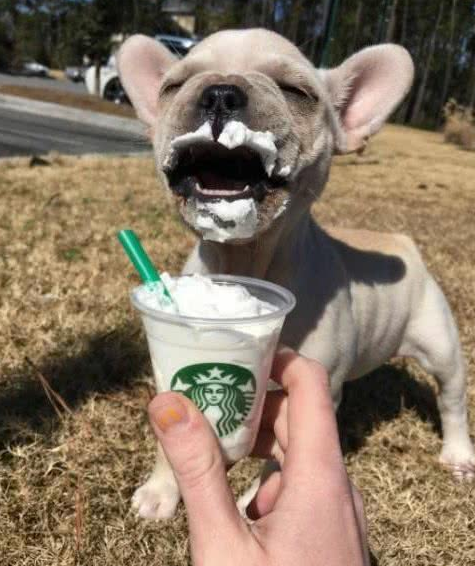 法国斗牛犬是一种神奇的狗，会让养的人爱不释手，越养越上瘾