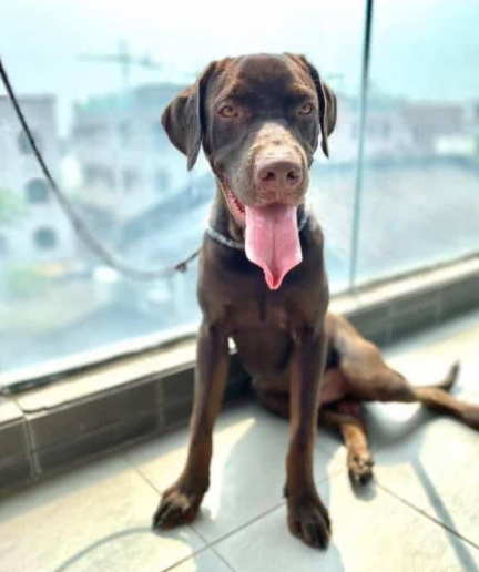 拉布拉多犬咬家具被丢弃，狗狗到新家后又咬充电线，结果再次被弃养