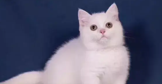 猫总是想往外跑,是讨厌主人的表现吗? 猫总是想往外跑,是讨厌主人的表现吗?