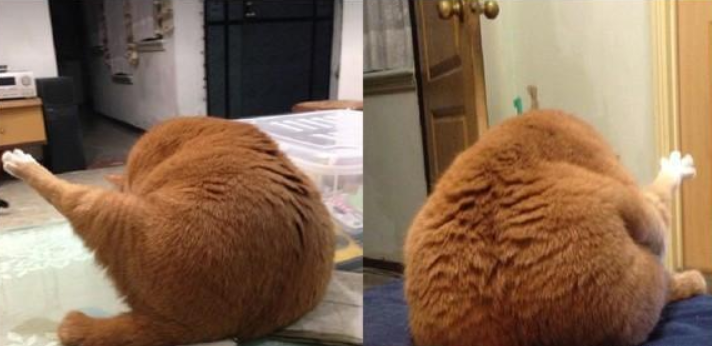 深夜看到我家的猫:诶,哪儿来的大鸡腿! 深夜看到我家的猫:诶,哪儿来的大鸡腿!