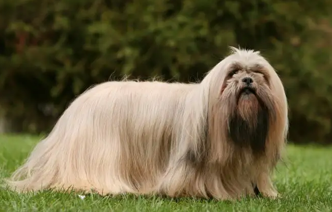 拉萨犬握手训练技巧，有需要可以get！