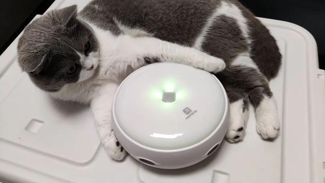 让猫独自在家娱乐的10个方法，你知道几个？