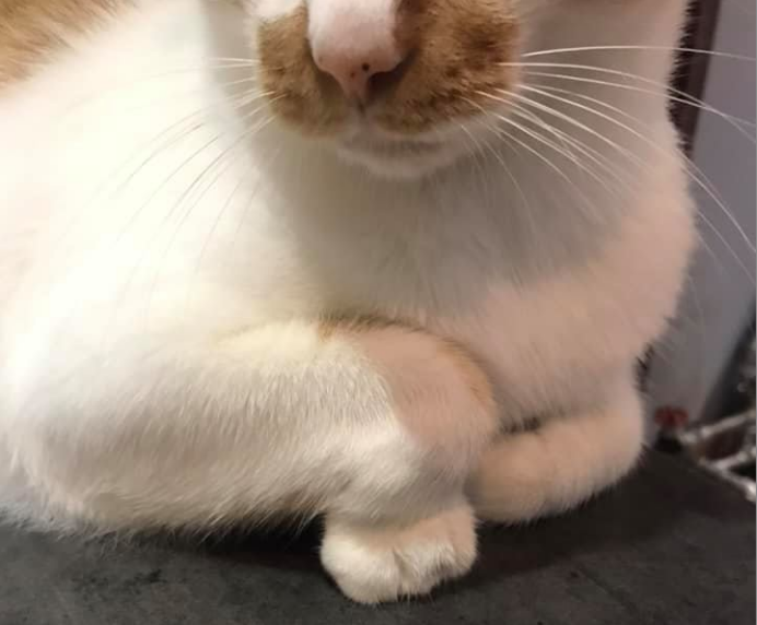 橘猫:我脖子以下全是腿!快来get腿超长的橘猫吧 橘猫:我脖子以下全是腿!快来get腿超长的橘猫吧
