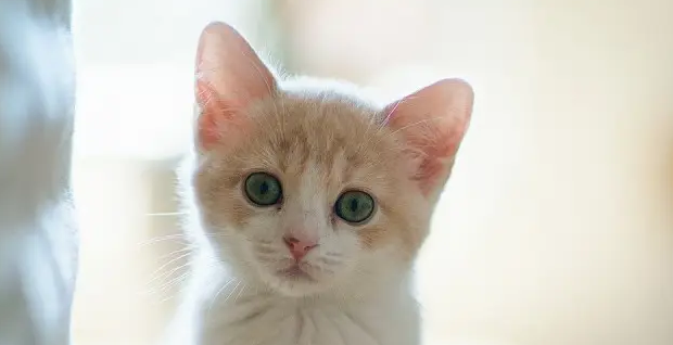 猫闻起来有香味,怎么回事? 猫闻起来有香味,怎么回事?