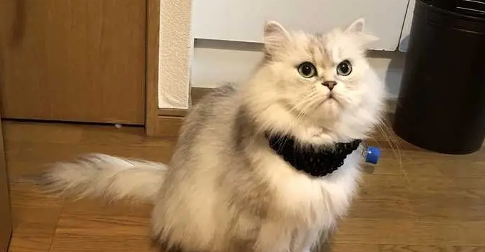 给金吉拉猫剪毛的方法，铲屎官们快学一下！