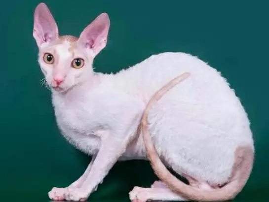 想让柯尼斯卷毛猫言听计从，这些训练法你掌握了吗？