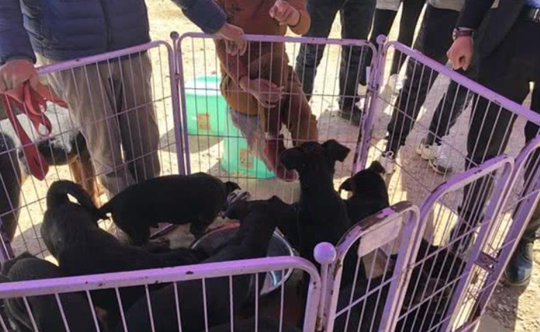宠物市场少见莱州红犬，引多人围观却因狗身上有白点而无人购买！