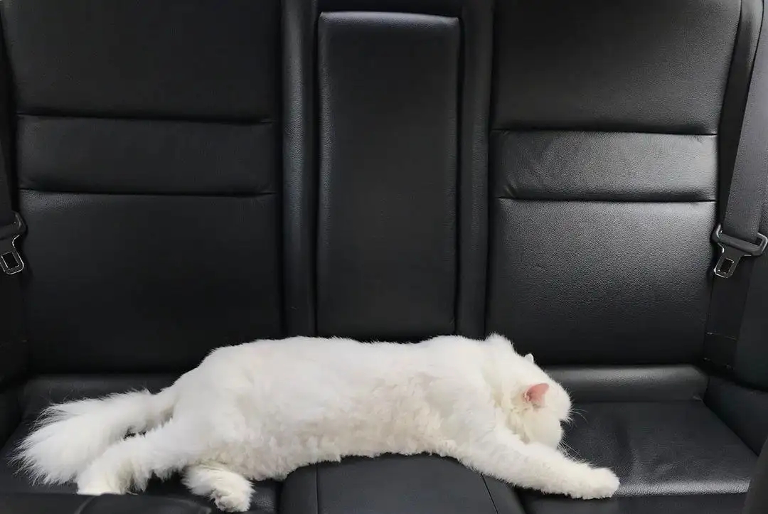 猫晕车会有生命危险么