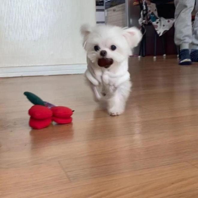 快来解锁狗狗拍照姿势,心都萌化了 快来解锁狗狗拍照姿势,心都萌化了