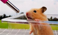 仓鼠要喝水吗怎么喂几天一次?