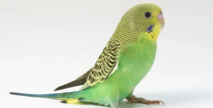 虎皮鹦鹉拉绿色水便?你要这么治疗它!