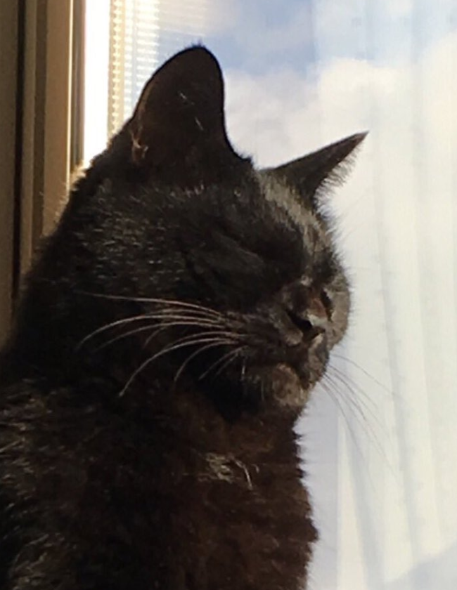 给猫拍了一组照片,猫看后瞪着眼骂了三天... 给猫拍了一组照片,猫看后瞪着眼骂了三天...