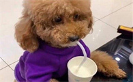 刚出生的小狗能喝豆浆吗