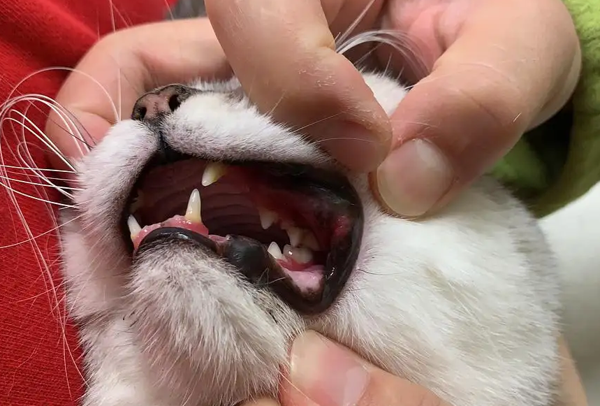 口炎严重的猫咪到底该不该拔牙 口炎严重的猫咪到底该不该拔牙