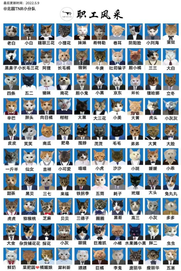 四川大学上百只流浪猫的证件照走红网络，幕后的故事居然这么劲爆！