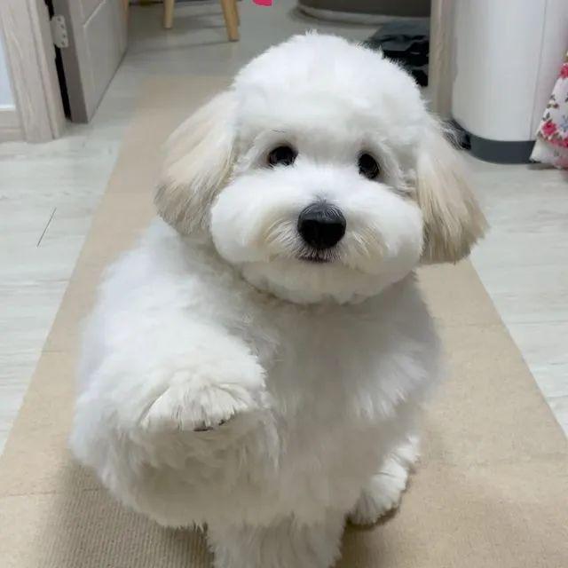 快来解锁狗狗拍照姿势,心都萌化了 快来解锁狗狗拍照姿势,心都萌化了