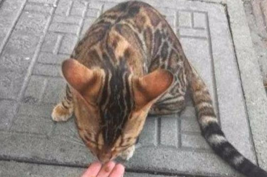 女子在路上偶遇流浪猫，殊不知这是“行走的人民币”