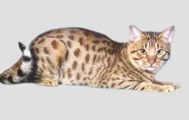 奥西猫感冒,你要知道这些治疗方法!.jpg 奥西猫感冒,你要知道这些治疗方法!.jpg