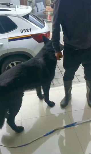 德牧离家出走跑到警局面试，主人赶紧来接：忘喂它吃鸡了