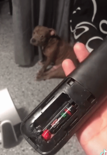狗狗犯错被抓包的反应...这是想笑死主人就不用挨骂了嘛？