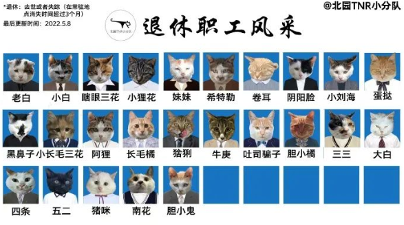四川大学上百只流浪猫的证件照走红网络,幕后的故事居然这么劲爆! 四川大学上百只流浪猫的证件照走红网络,幕后的故事居然这么劲爆!