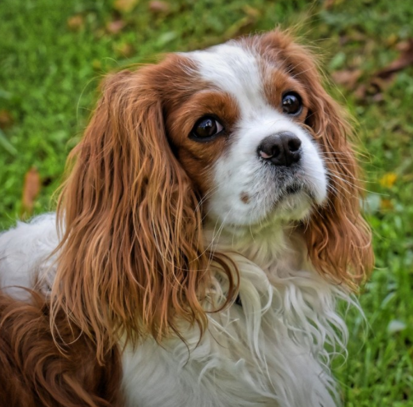 研究发现骑士查理王小猎犬比其他犬种携带更多有害的遗传变异