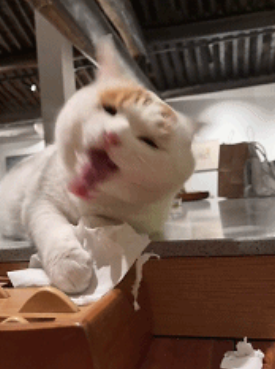 流浪猫的逆袭之路|变成了京城阔少，还住上了大别墅！