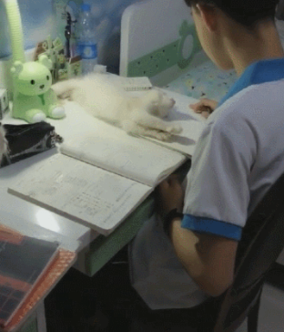 猫咪打扰孩子写作业,看看硬核妈妈是怎么降服的? 猫咪打扰孩子写作业,看看硬核妈妈是怎么降服的?