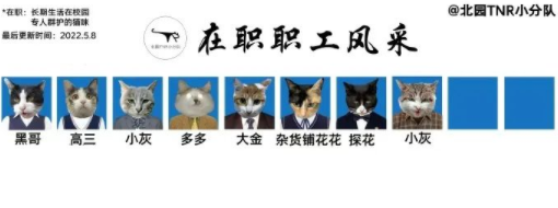 四川大学上百只流浪猫的证件照走红网络，幕后的故事居然这么劲爆！