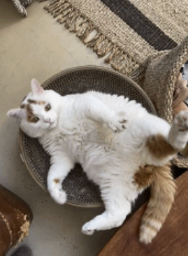 流浪猫的逆袭之路|变成了京城阔少，还住上了大别墅！