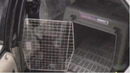 做好这3步，让狗狗乖乖坐车，安全行驶