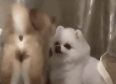 柴犬靠近小博美，以为爱情要来了，结果...噗哈哈哈！