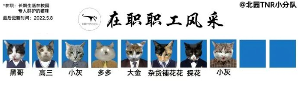 四川大学上百只流浪猫的证件照走红网络,幕后的故事居然这么劲爆! 四川大学上百只流浪猫的证件照走红网络,幕后的故事居然这么劲爆!