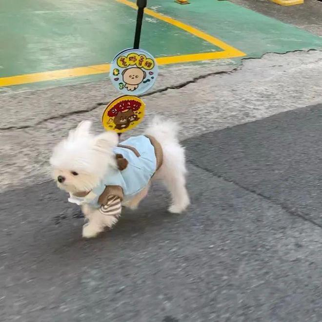 快来解锁狗狗拍照姿势,心都萌化了 快来解锁狗狗拍照姿势,心都萌化了