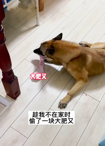 金毛偷吃泡芙肿成猪头，怕事情败露偷偷躲起来装睡…主人被吓哭：别死啊