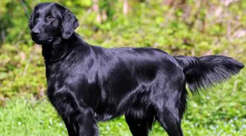 平毛寻回犬装死训练教程,和想象中不一样! 平毛寻回犬装死训练教程,和想象中不一样!