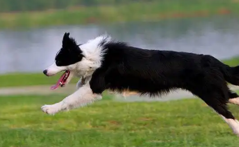 边境牧羊犬中暑怎么治疗？需要送到医院吗？